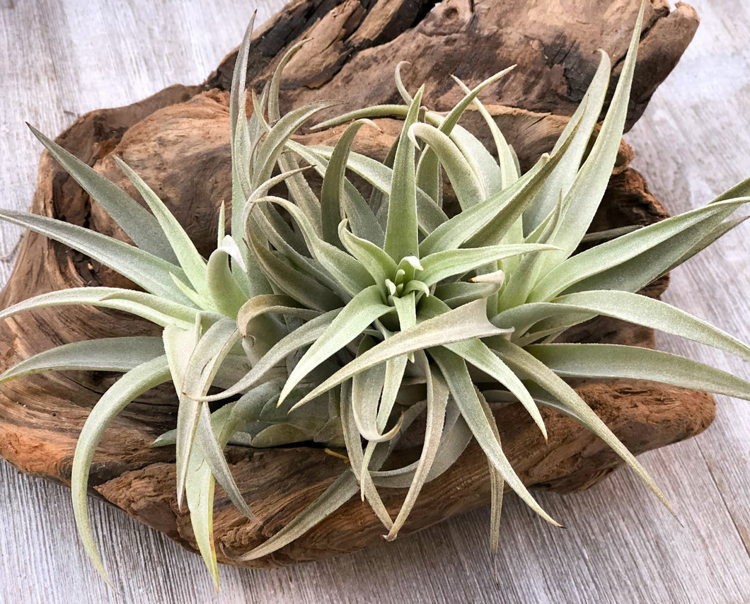 air plant harrisii Tillandsia Harrisii – In Succulent Love
