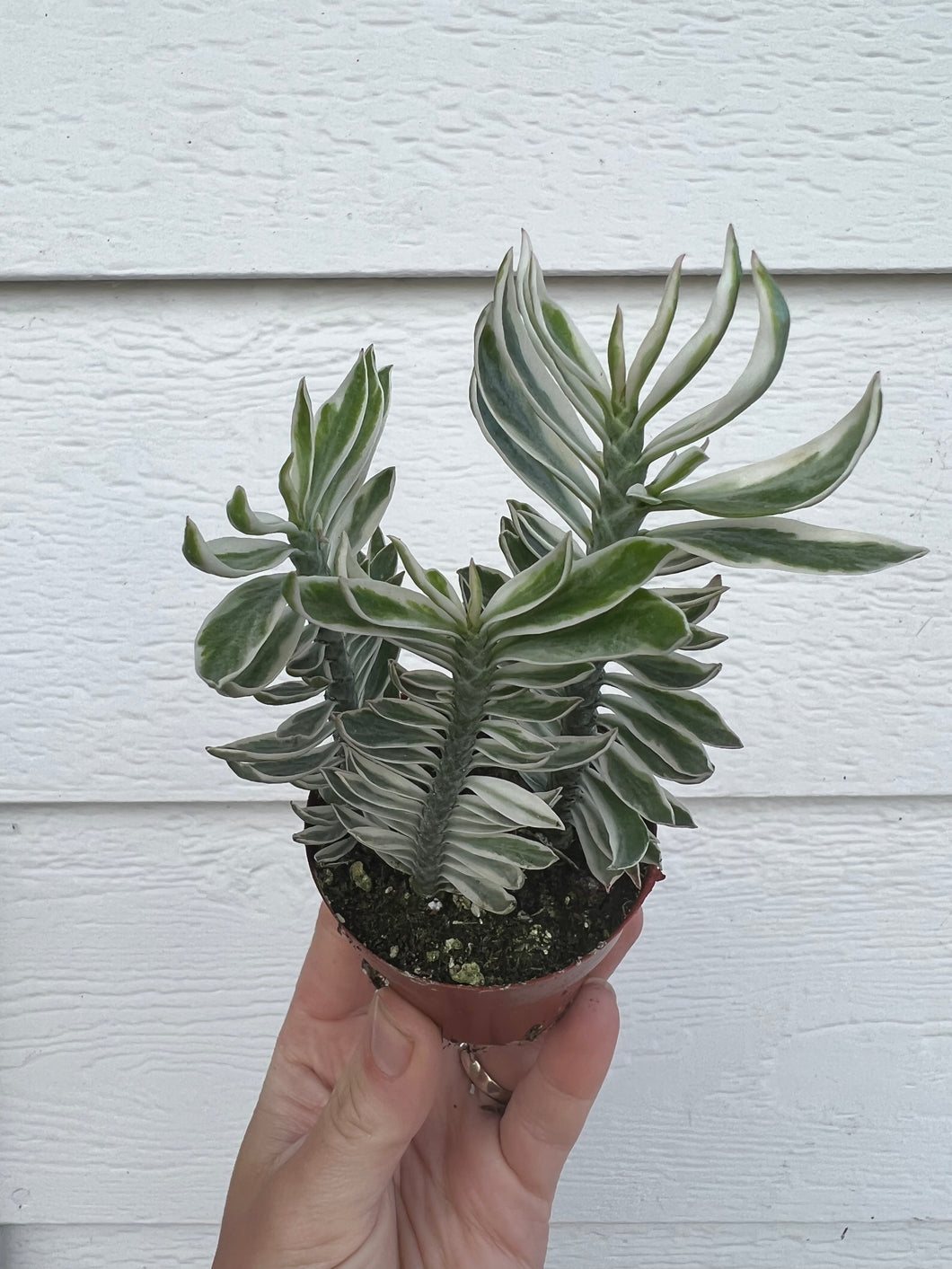 devil succulent Euphorbia Devil's Back Bone Variegated – In Succulent Love