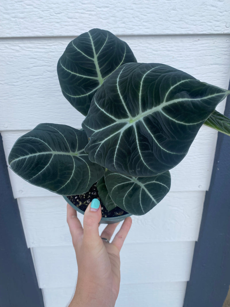 black velvet plants Alocasia Black Velvet – In Succulent Love