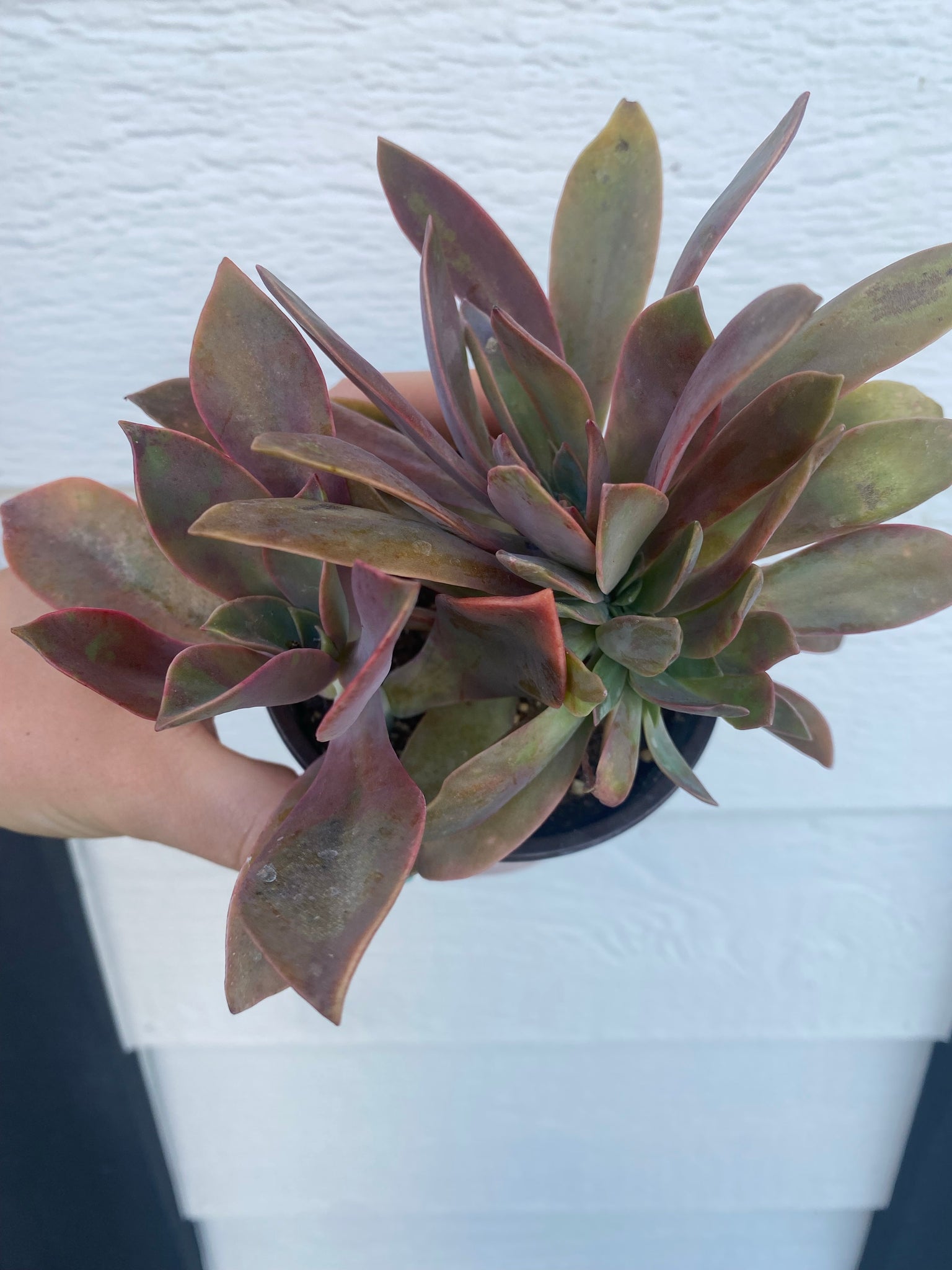 st ives succulent Crested Graptoveria Fred Ives – In Succulent Love