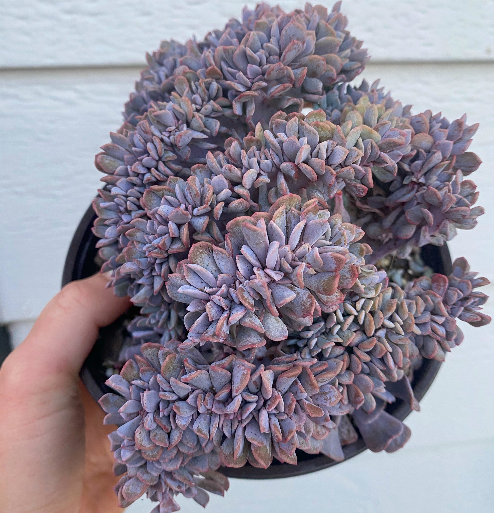 crested frosty succulent Crested Echeveria Cubic Frost Cluster