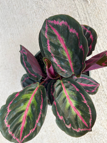 Calathea Roseopicta Illustris