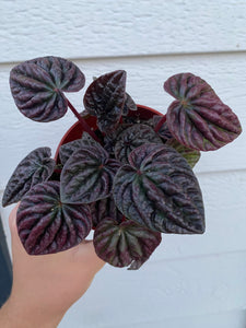 Peperomia Caperata 'Schumi Red'