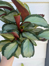 Calathea Corona