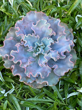 Echeveria Iridescent Ruffle Hybrid