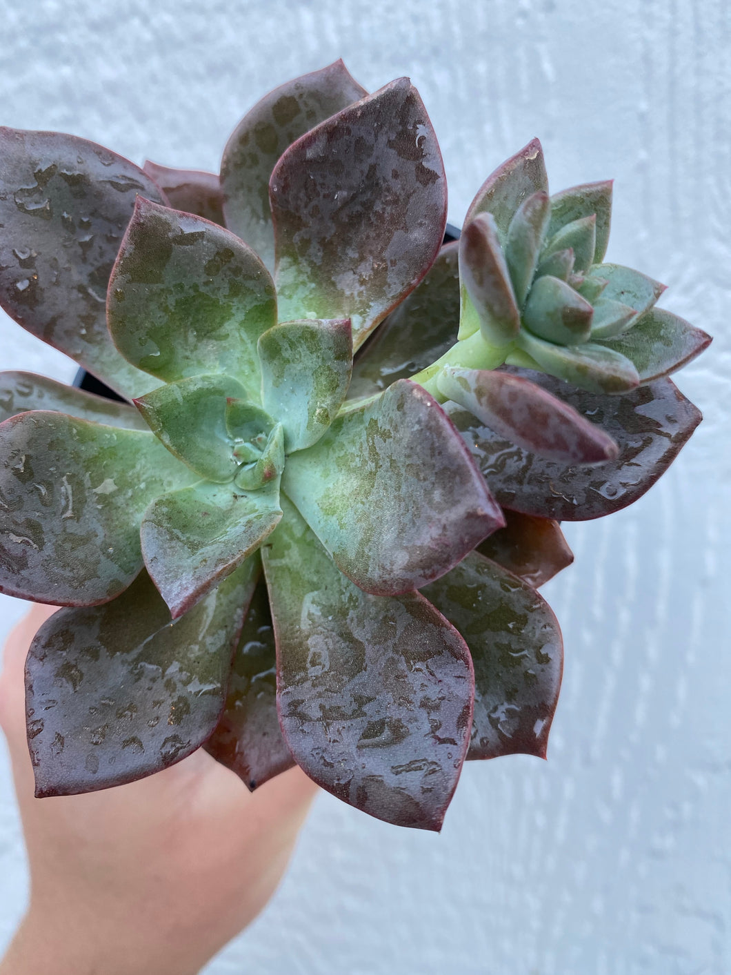 Echeveria Jessica