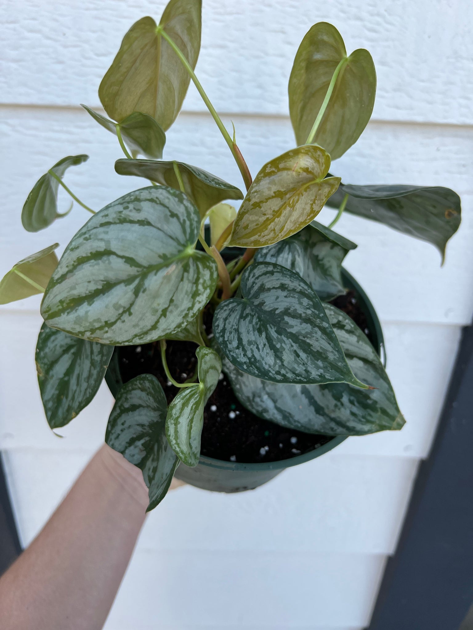 philodendron brandi lowes Philodendron Brandi – In Succulent Love