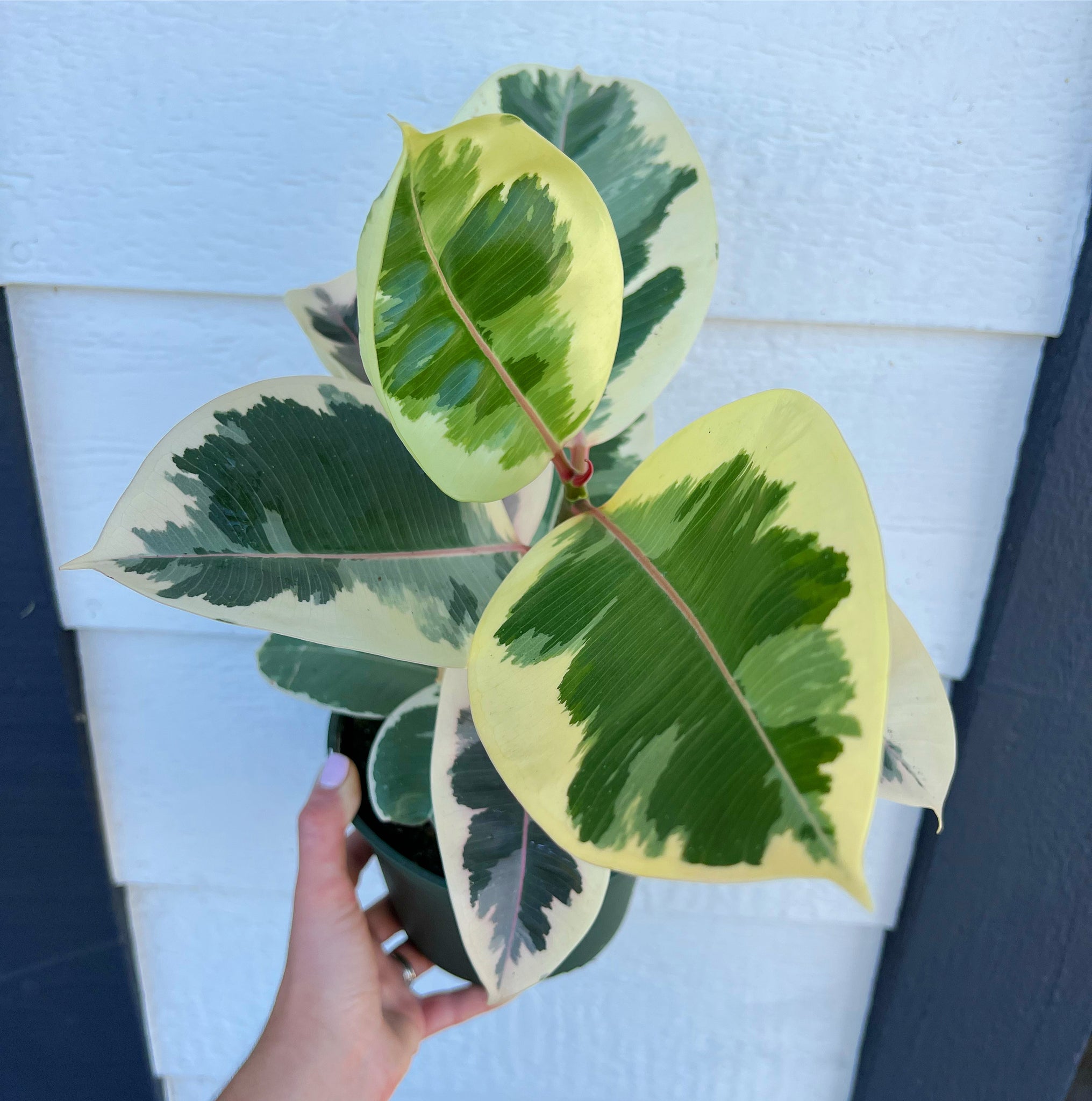yellow rubber tree Ficus Tineke Tricolor (Variegated Rubber Tree) – In Succulent Love
