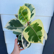Ficus Tineke Tricolor (Variegated Rubber Tree)