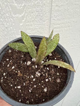 Hoya Sigillatis