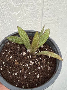 Hoya Sigillatis