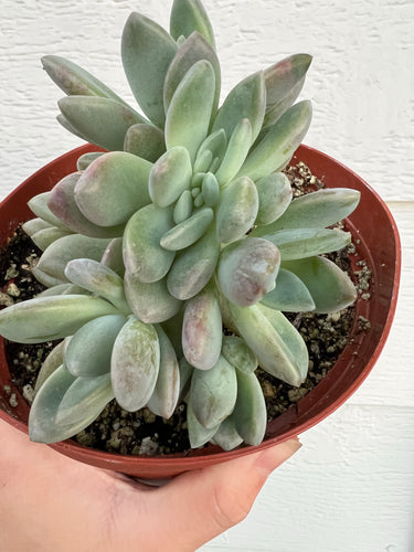 Crested Graptoveria Opalina