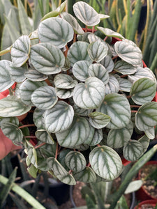 Peperomia Little Toscani