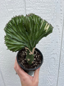 Mermaid Tail Cactus / Coral Cactus - Green Variegated (Euphorbia Lactea Cristata)