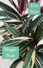 Stromanthe Magic Star Calathea