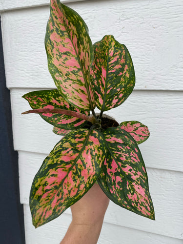 'Pink Lady Valentine' Chinese Evergreen Aglaonema