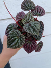 Peperomia Caperata 'Schumi Red'