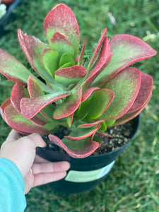 Kalanchoe Dragonfire PP30694