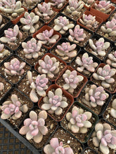 Pink Moonstones - Pachyphytum Oviferum