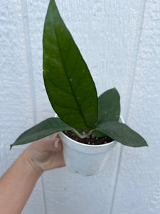 Hoya Fungii