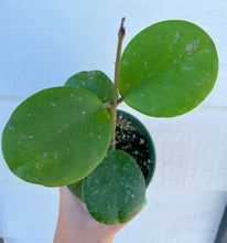 Hoya Pink Splash Obovata