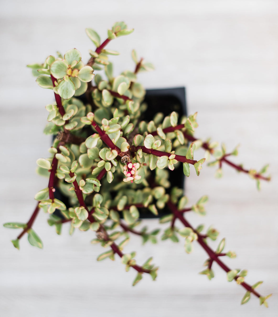 portulacaria afra variegated Portulacaria Afra F. Variegata (Variegated Elephant Bush) – In Succulent Love