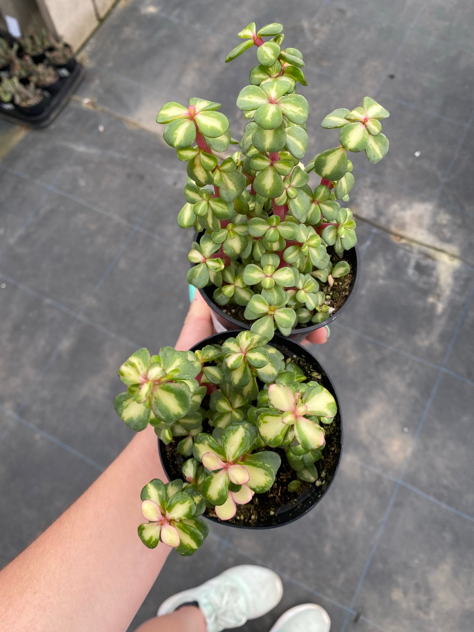 portulacaria afra kaleidoscope Portulacaria Afra. Medio-Picta (Rainbow Elephant Bush / Kaleidoscope) – In Succulent Love