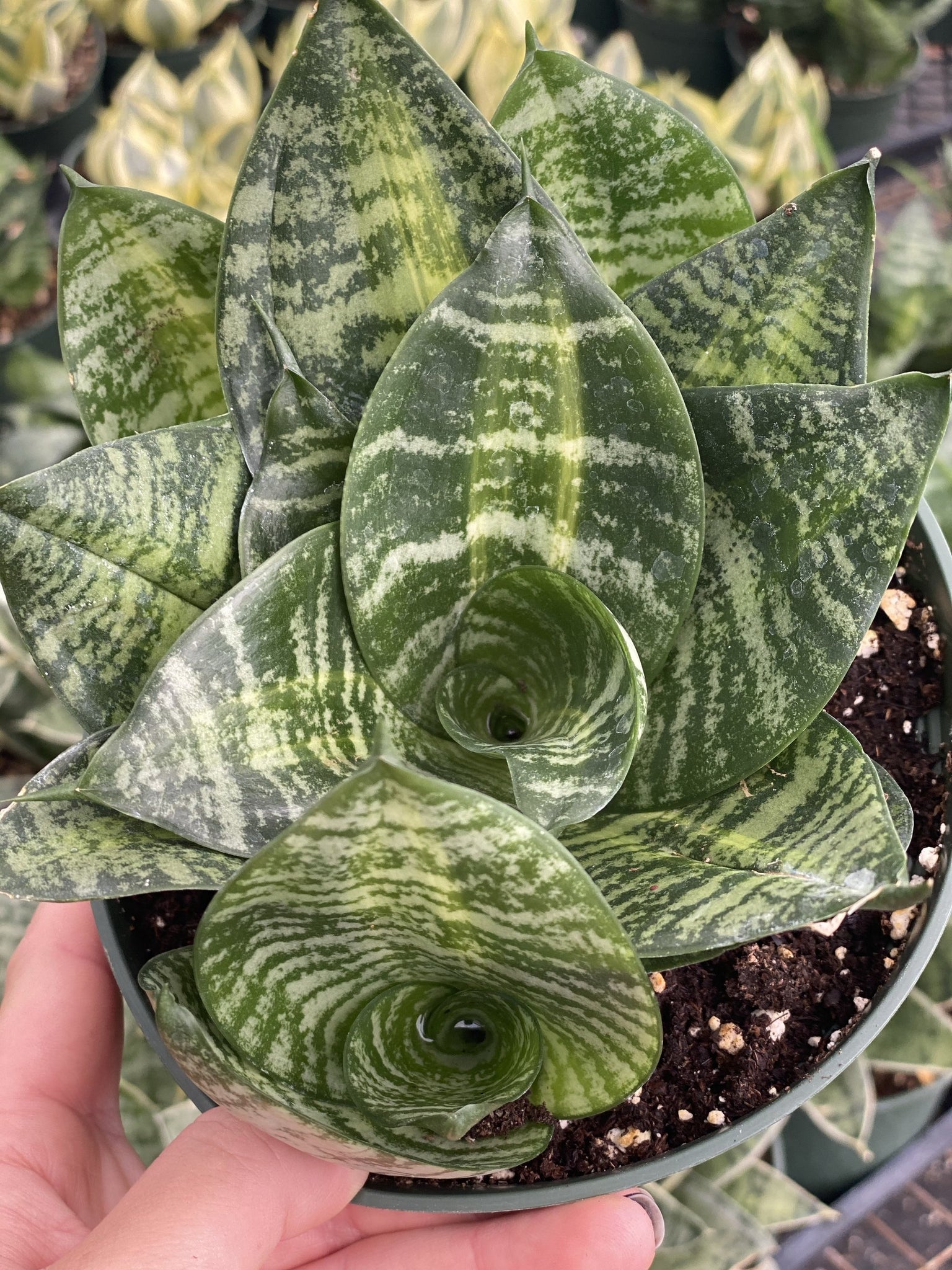 tiger tail succulent plant Sansevieria Tiger Star – In Succulent Love