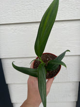 Epipremnum Amplissimum ‘Silver Streak’ (Pothos Amplifolia)