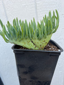 Mermaid Tail - E ( Crested Senecio Vitalis )