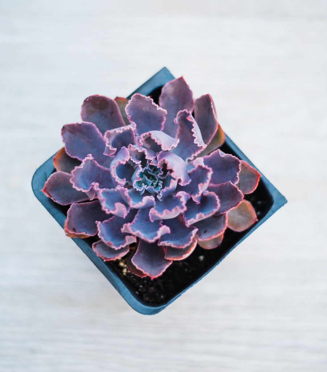 Echeveria Neon Breaker