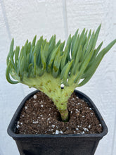 Mermaid Tail - F ( Crested Senecio Vitalis )