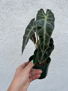 Alocasia Amazonica Bambino