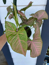 Syngonium Pink Margarita