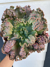 Echeveria Gibbiflora Caruncula Hybrid