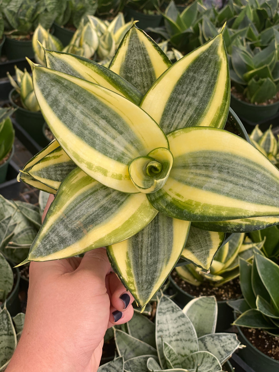 sansevieria trifasciata golden hahnii snake plant Sansevieria Trifasciata Golden Hahnii – In Succulent Love