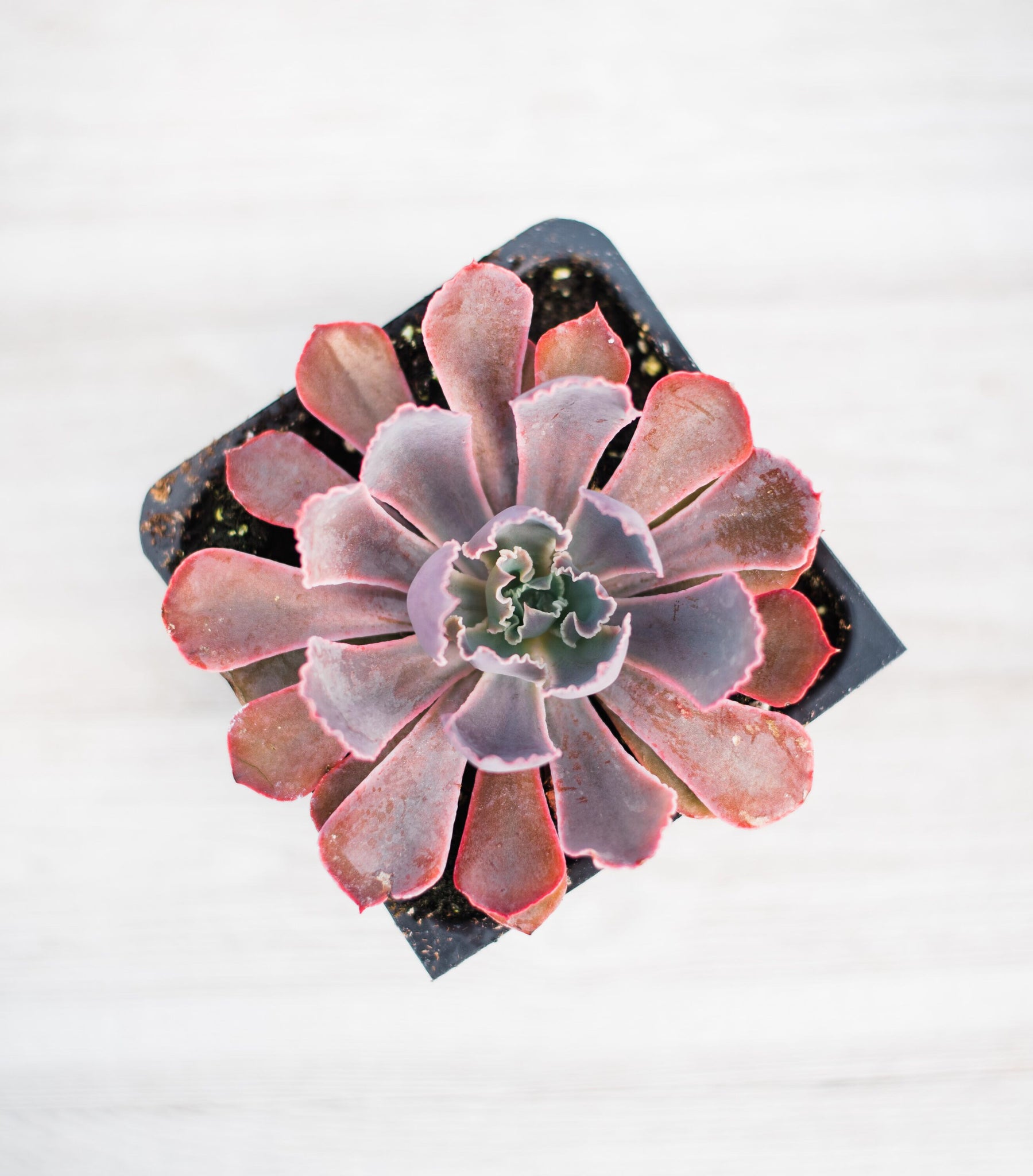 echeveria neon breaker succulent Echeveria Neon Breaker – In Succulent Love