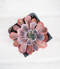 Echeveria Neon Breaker