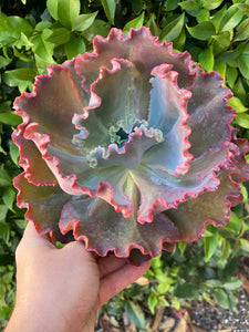 Echeveria Red Ruffle - 6in