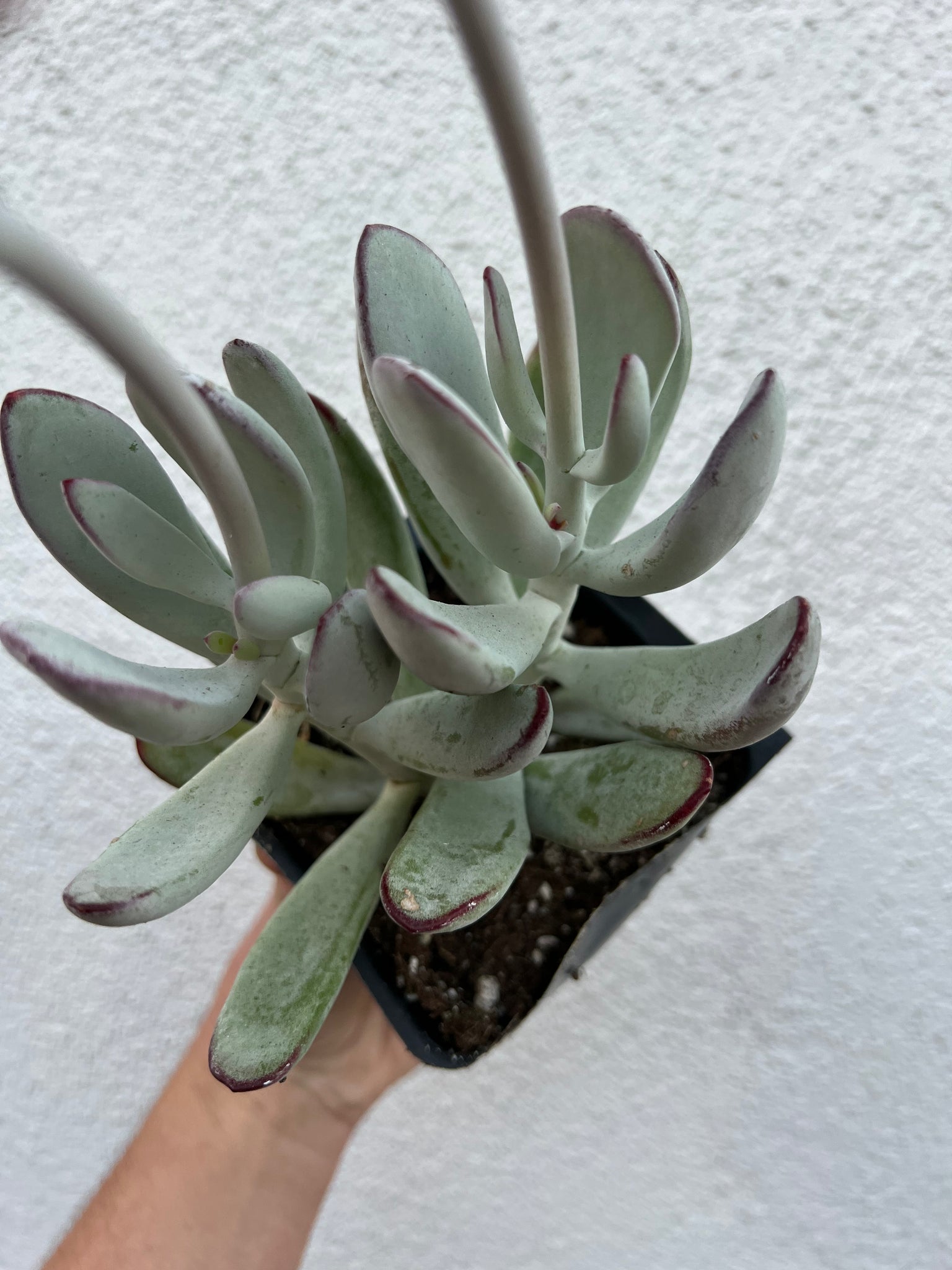 silver succulents Cotyledon Silver Peak – In Succulent Love