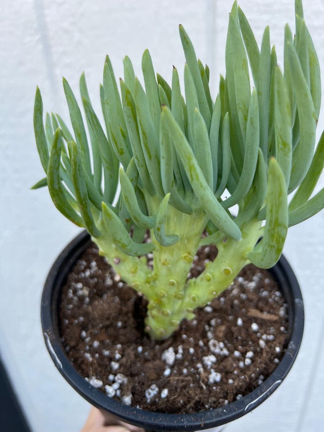 Mermaid Tail - I ( Crested Senecio Vitalis )