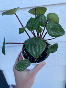 Peperomia Watermelon (Peperomia Argyreia)