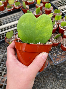 Hoya Kerrii Green Heart