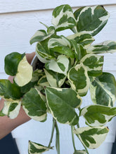 Pothos N’Joy