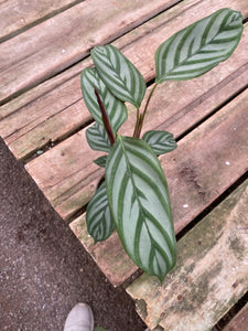 Calathea Setosa Gray Star