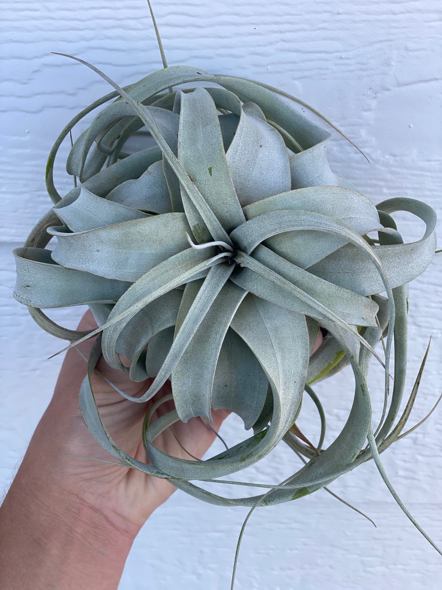 grey air plant Tillandsia Xerographica – In Succulent Love