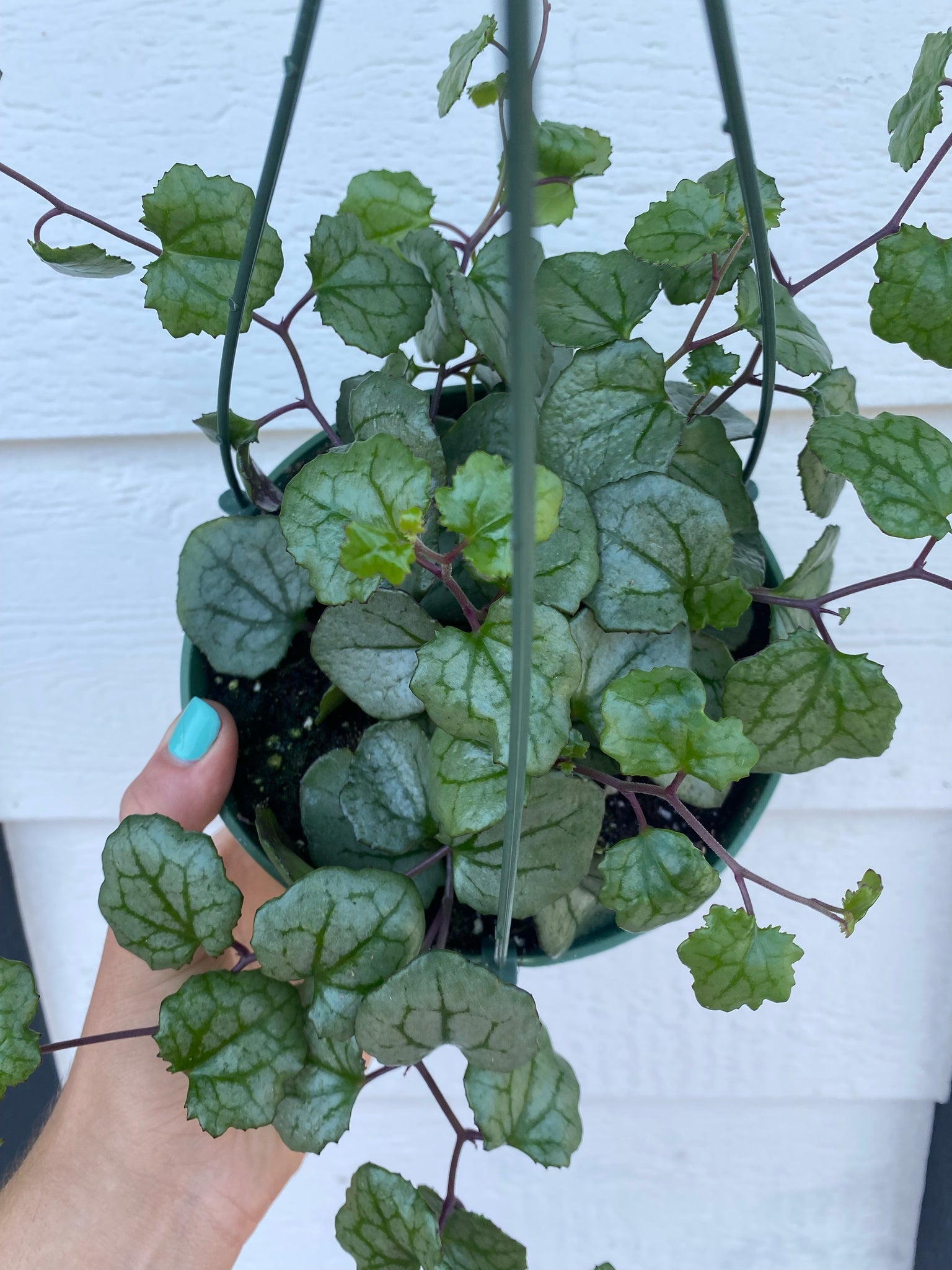 silver heart plant indoors Senecio Mikanioides 'Silver Heart' / 'Giant Heart' – In Succulent Love