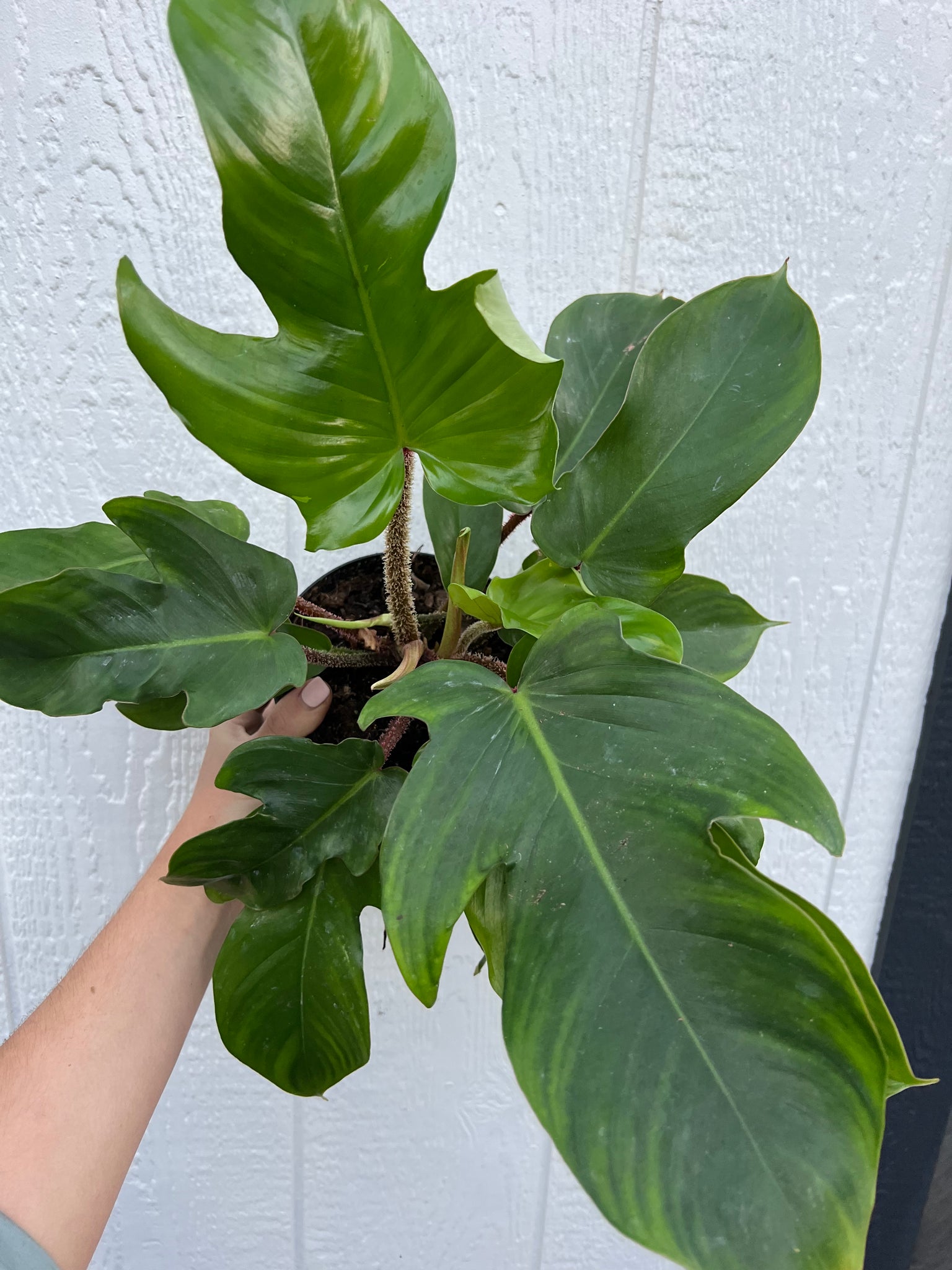 philodendron squamiferum for sale Philodendron Squamiferum – In Succulent Love