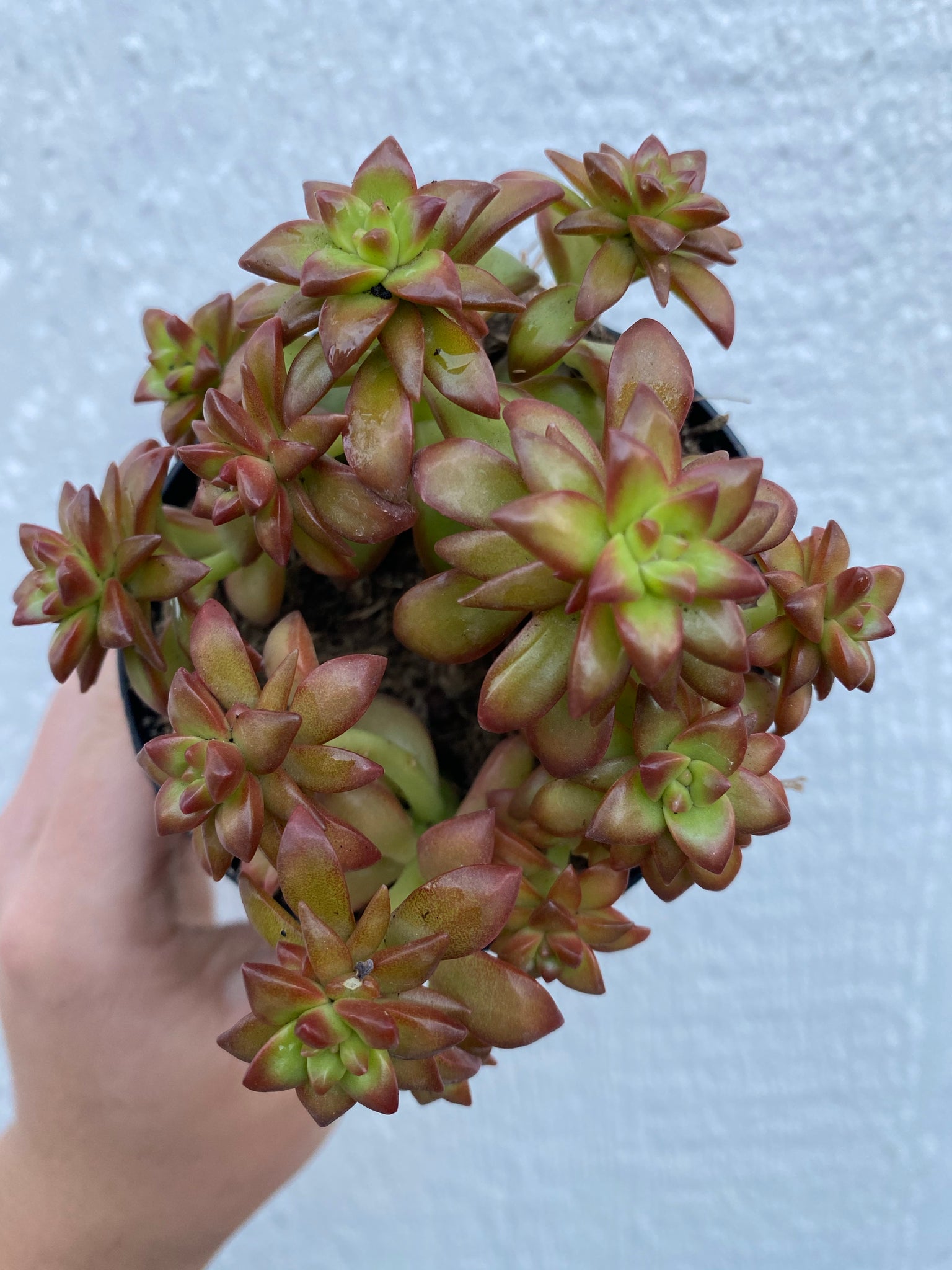 adolphi succulent Sedum Adolphi 'Shooting Star' – In Succulent Love