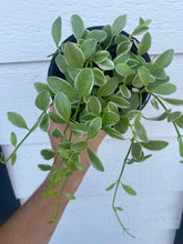 Dischidia Oiantha Variegated ( Silver Falls )